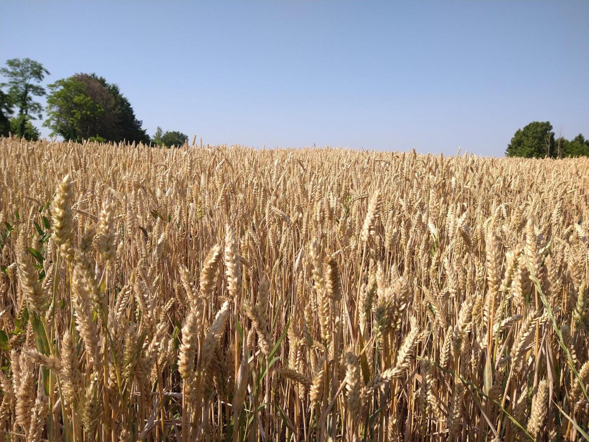 פאדובה Agriturismo Verdecielo מראה חיצוני תמונה